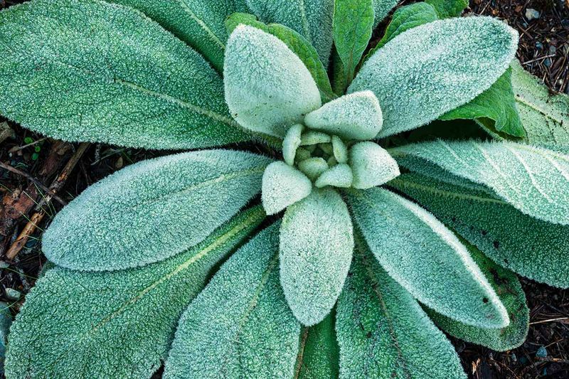 Lamb's Ear (Stachys byzantina)