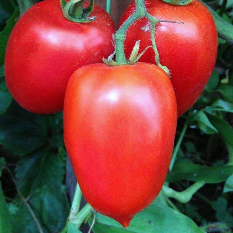 Amish Paste (Heirloom)
