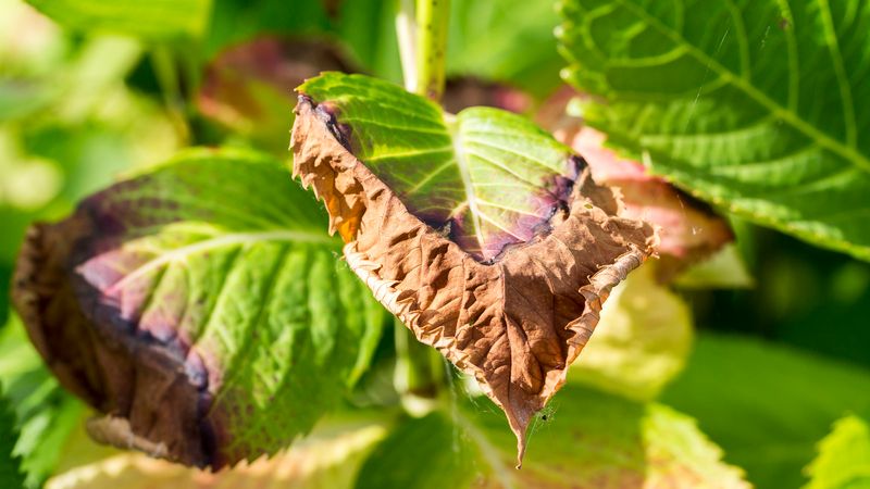 Dry soil, heat, and too much sun can scorch leaves