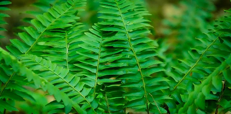 Christmas Fern