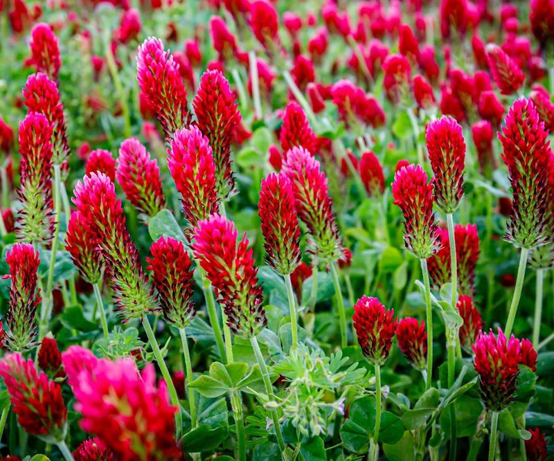 Crimson clover gives an empty bed a winter job