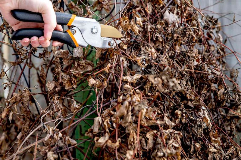 Pruning Without Knowing Your Group