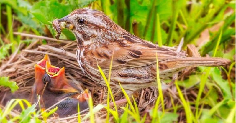 Native Sparrows