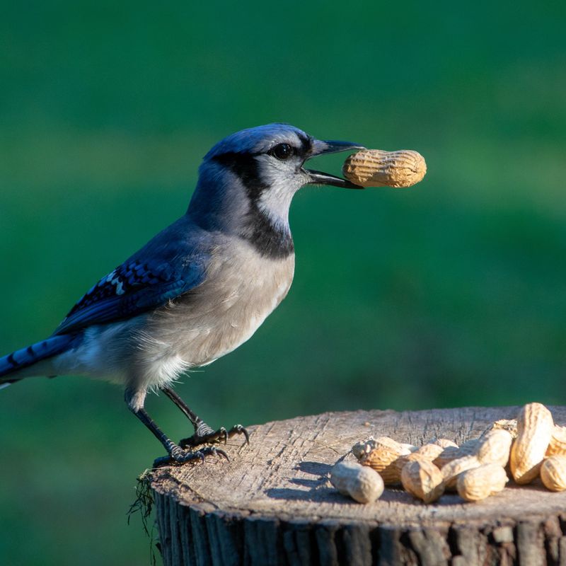 Whole Peanuts (in-shell)