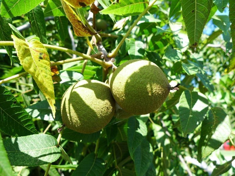 The strongest documented risk is a black walnut tree