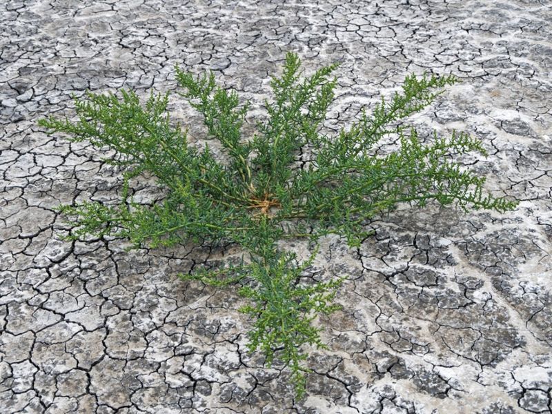 Building Up Salt In Your Soil