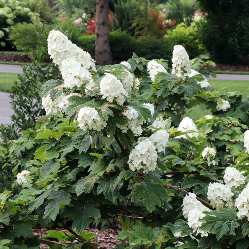 Oakleaf Hydrangea
