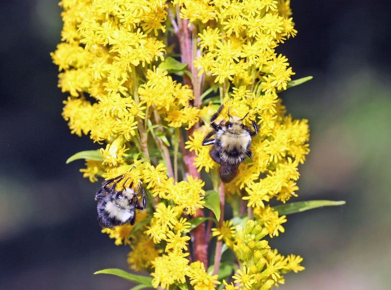 Goldenrod gives pollinators a late-season meal