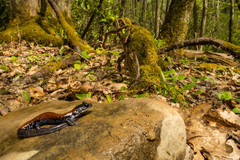 Observe, protect, and leave the salamander where it is