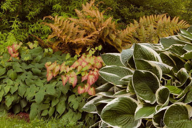 Barrenwort (Epimedium)