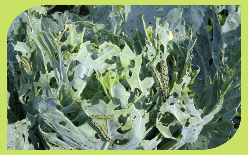 Correct what remains manageable in an established planting