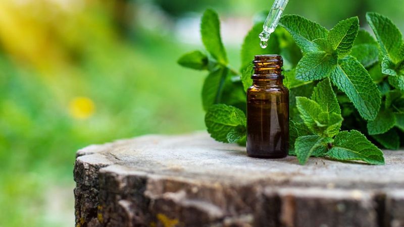 Peppermint and Eucalyptus Oils