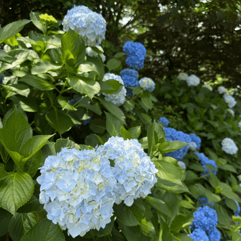 Light, fertilizer, and water can limit flower production