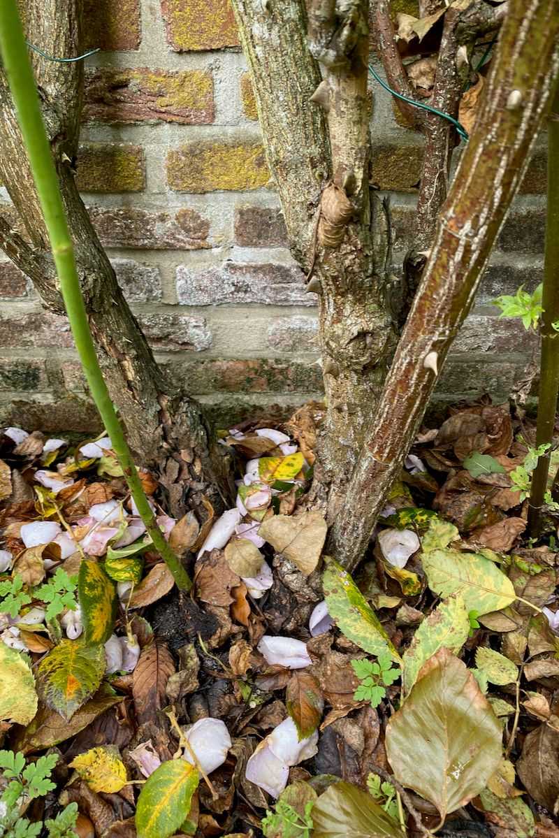 Rake Up Every Fallen Leaf