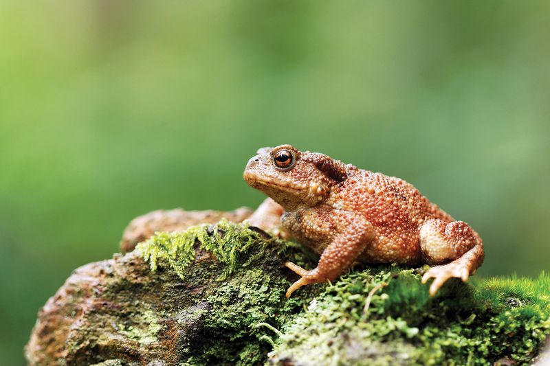 A toad cannot diagnose the bed’s pest balance