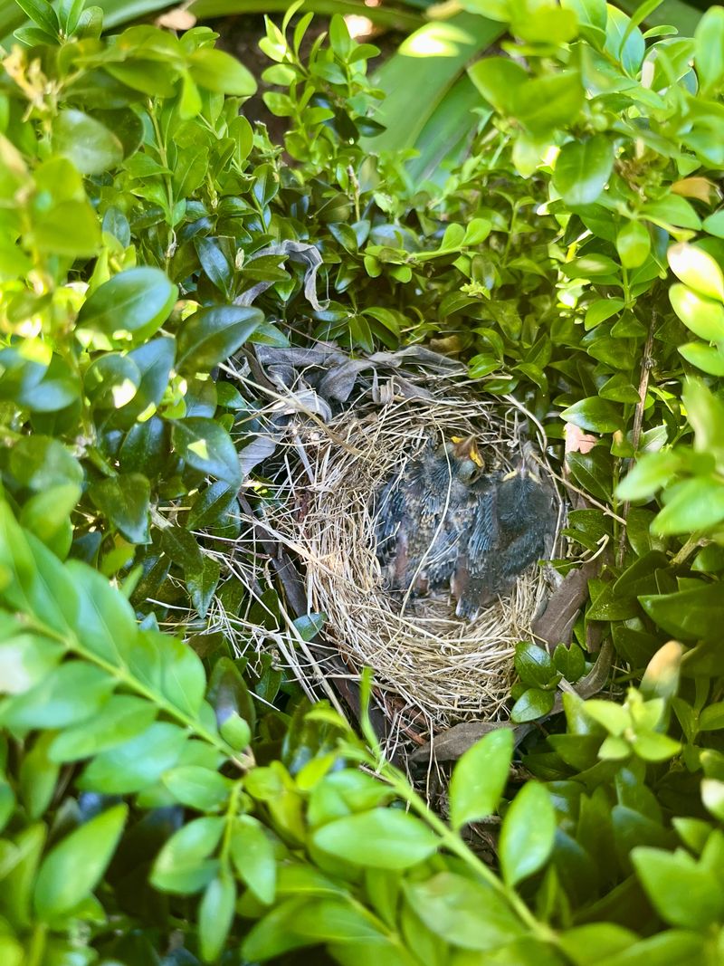 Protect birds without overreading the flock