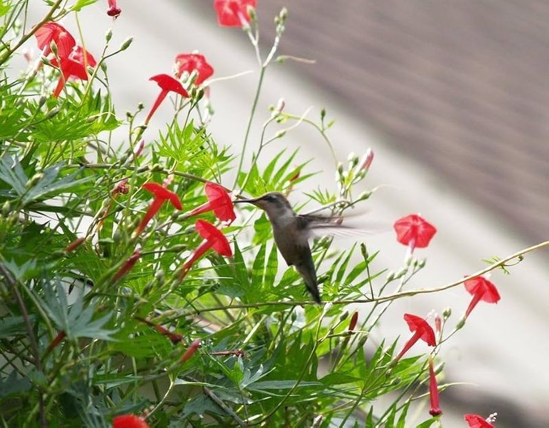 Cypress Vine
