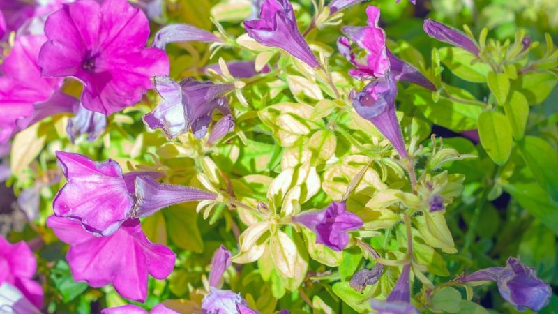 Over-Fertilizing Out of Love