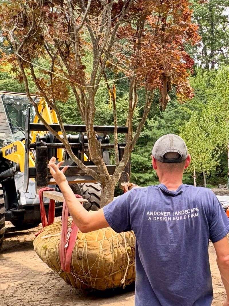 When the root ball requires equipment, call a qualified professional