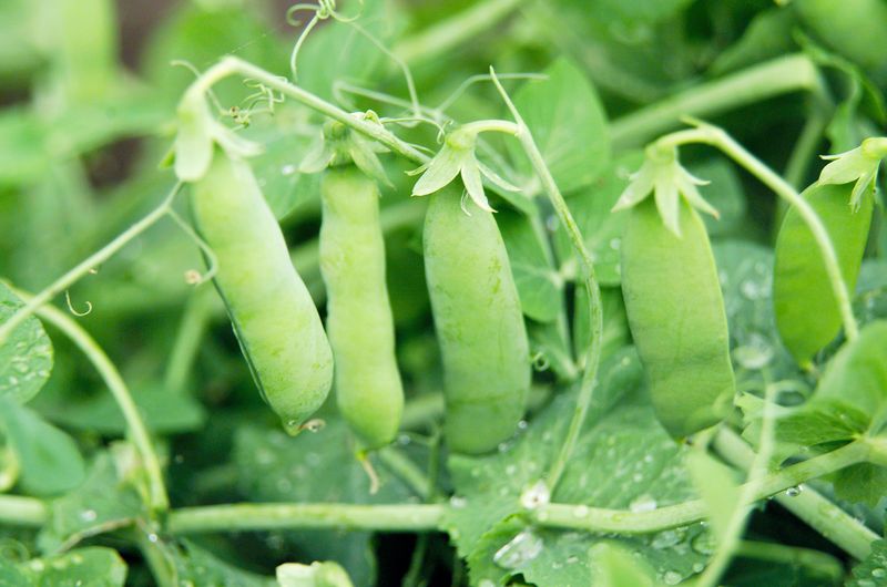 Garden Peas