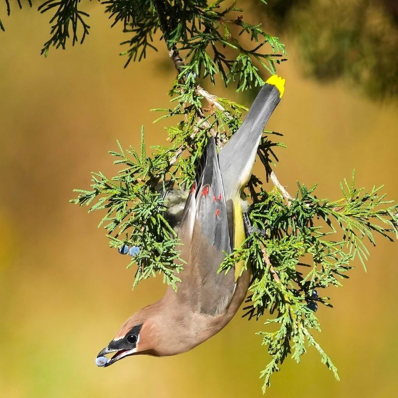 Eastern Redcedar (Juniperus virginiana)