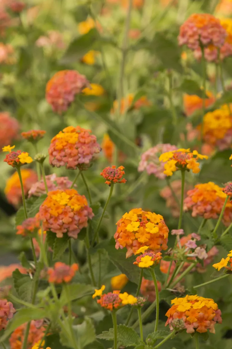 Cultivar and frost timing set the season’s limits