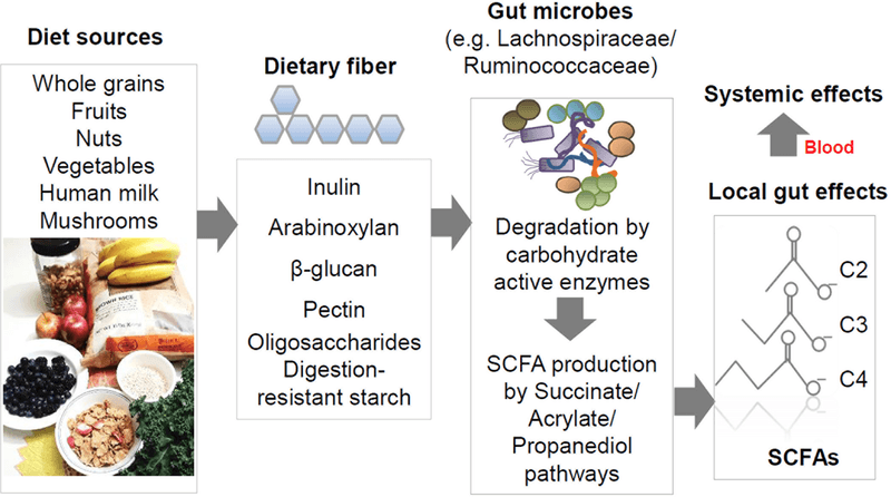 Some of that reorganized starch can reach the colon