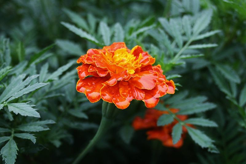 The marigold cultivar and nematode species matter