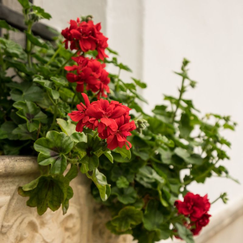 Choose Ivy or Zonal Types for a Longer Season
