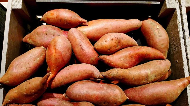 Move cured roots to cool, humid, dark storage