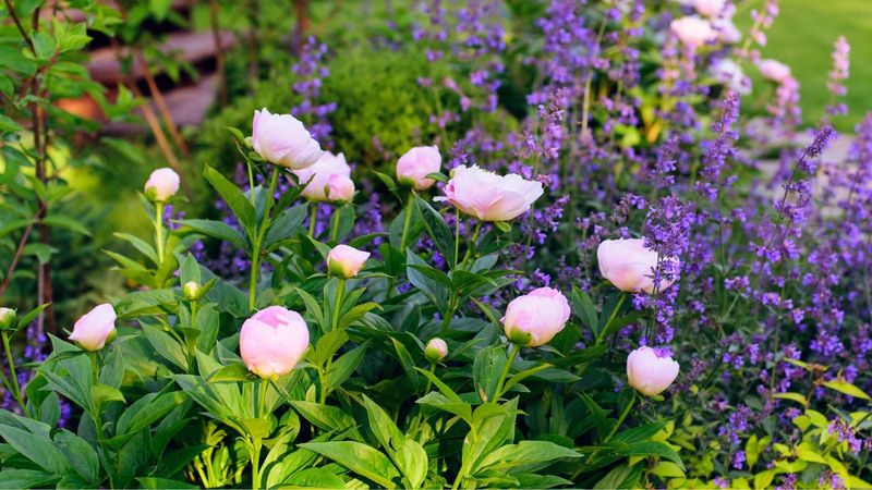 Let chives share the border without promising stronger peonies
