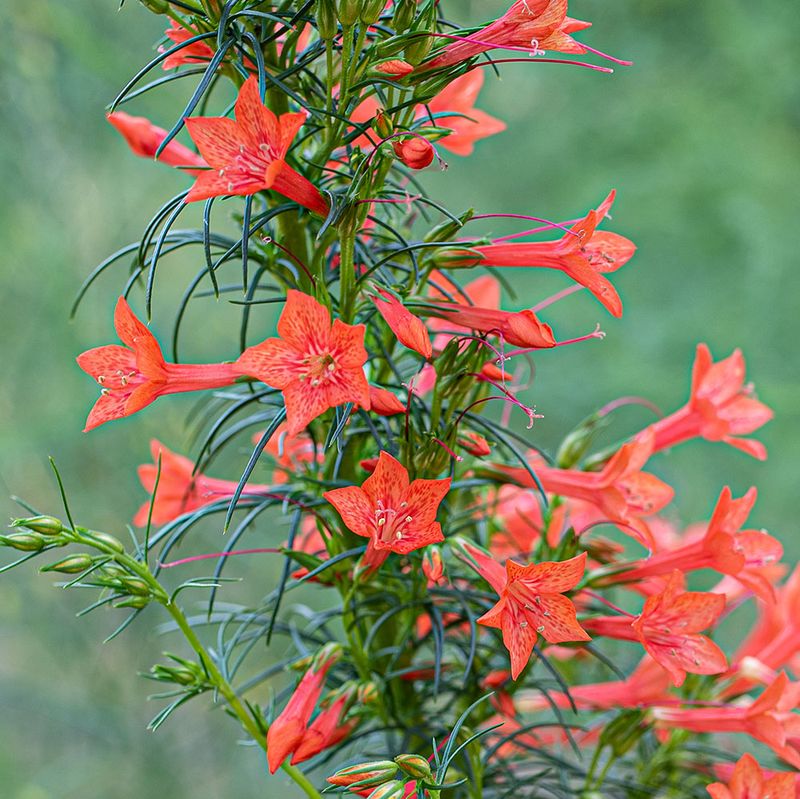 Standing Cypress (Ipomopsis rubra)