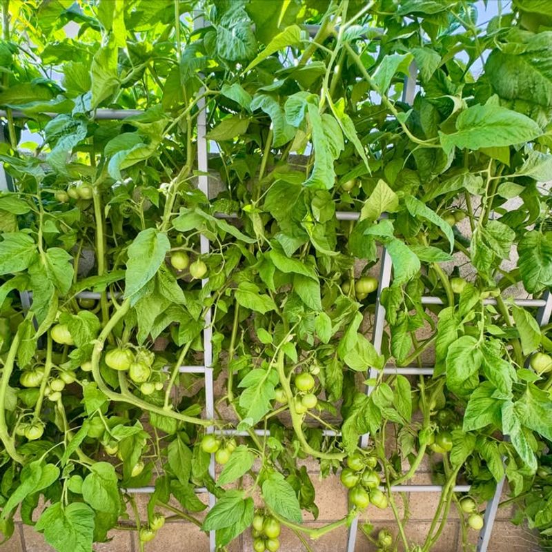 Supporting Greener, Fuller Foliage