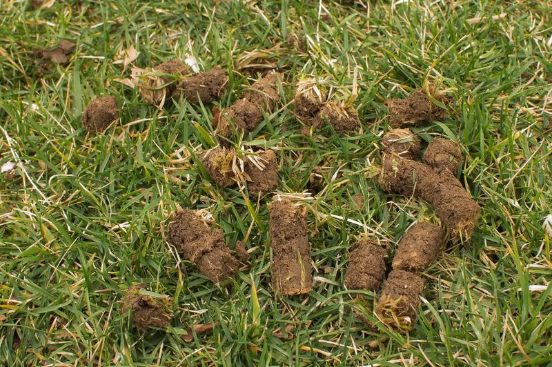 Core aeration has a limited role in a lawn