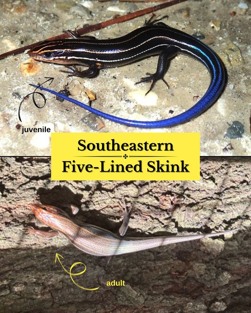 Skinks eat arthropods without becoming a pest-control service