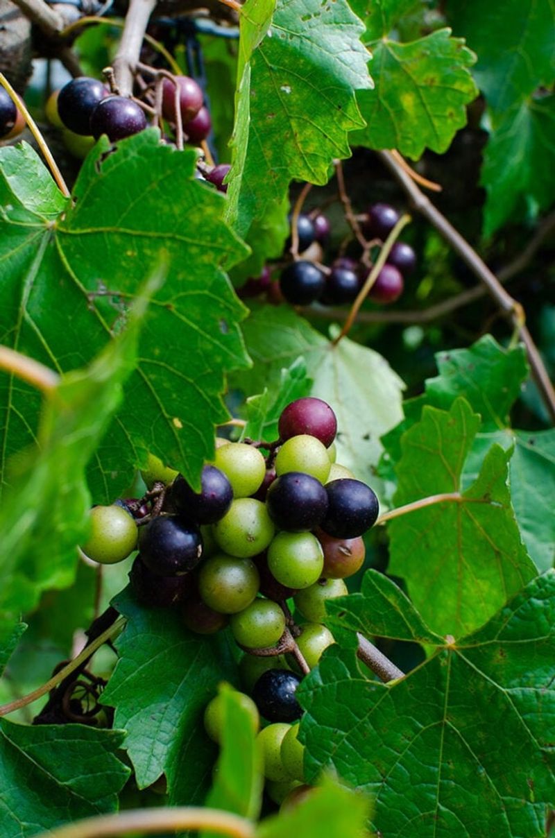 A muscadine earns its place when the fence can support the harvest