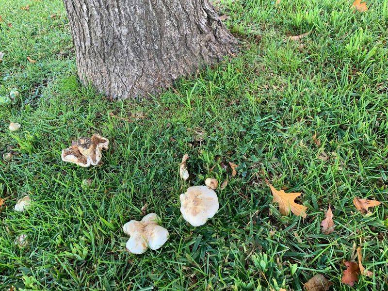 There Are Shaded Areas In Your Yard