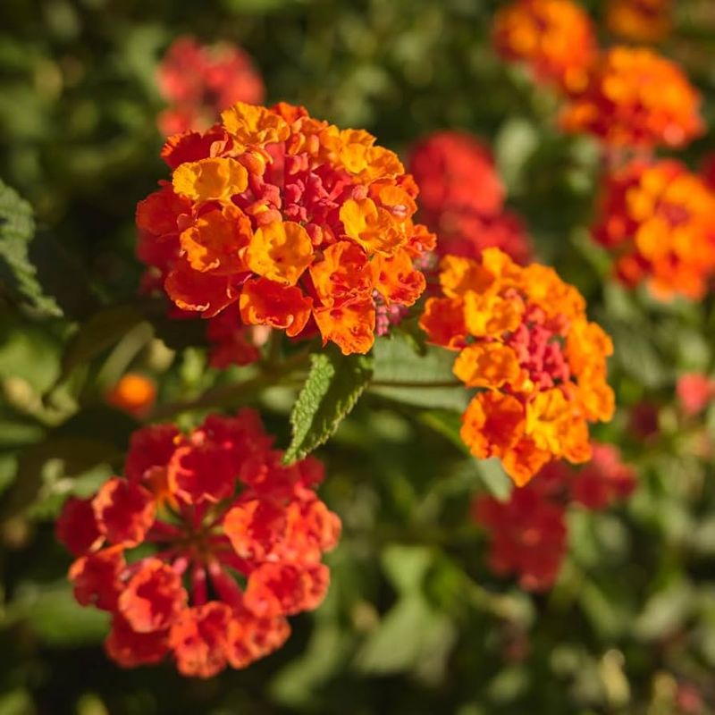 Lantana (Orange Varieties)