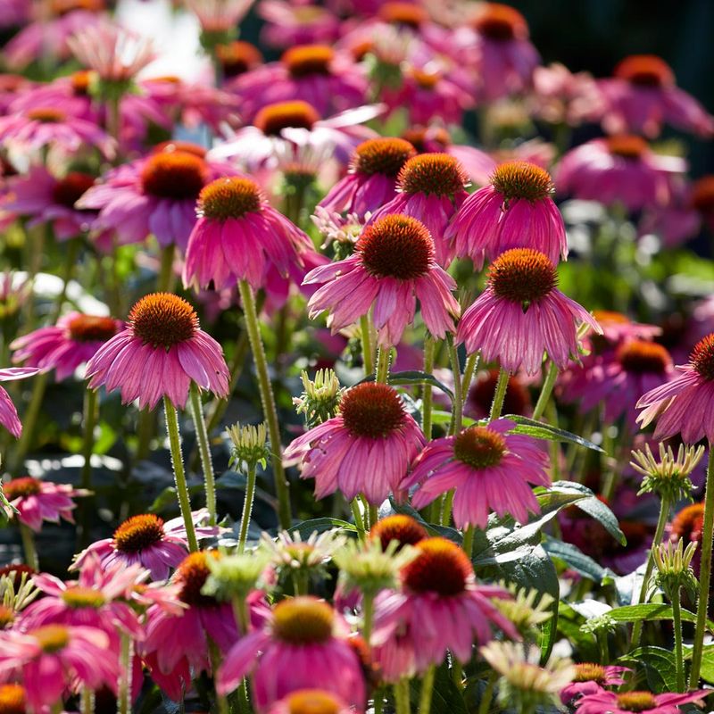 Coneflower (Echinacea)