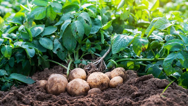 Potatoes