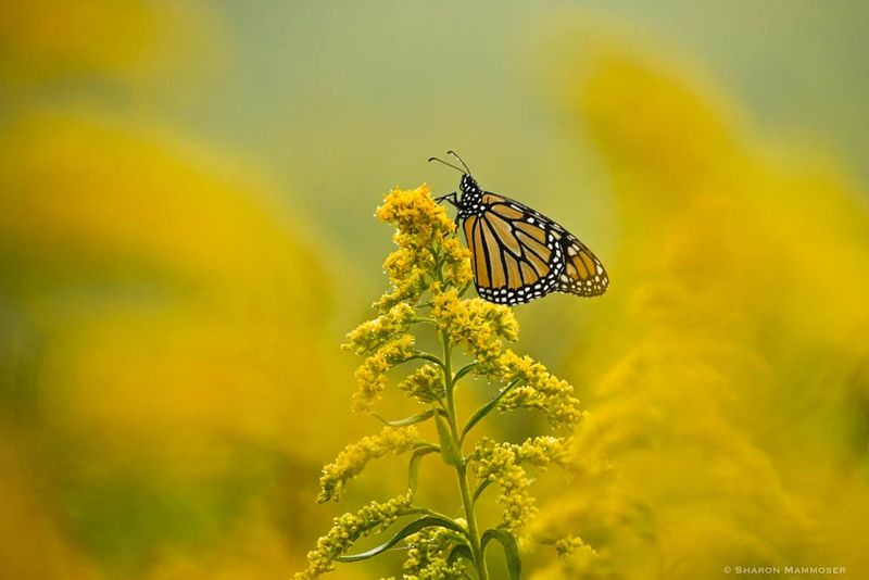 Goldenrod (Solidago spp.)