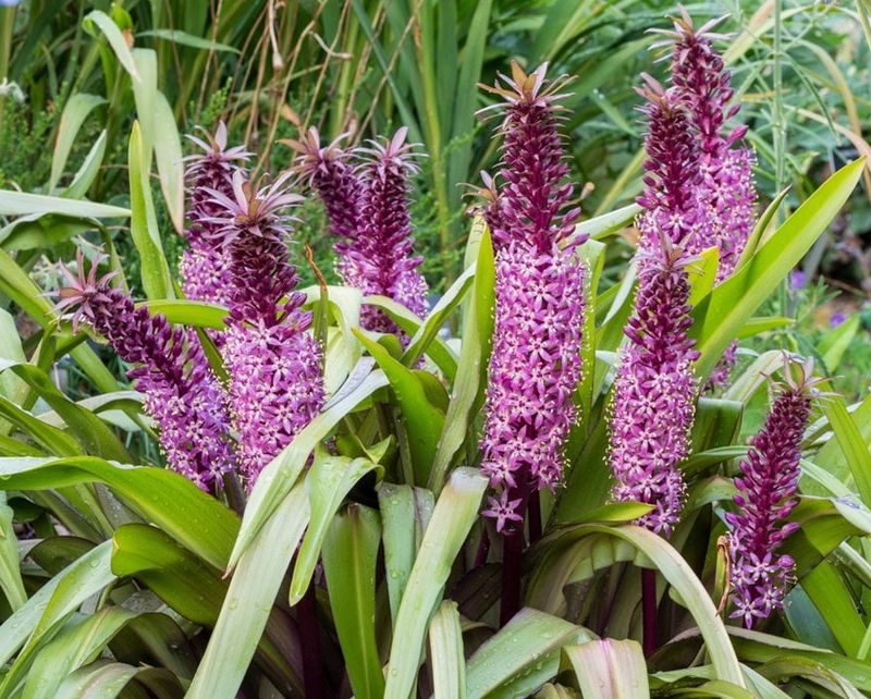 Pineapple Lily