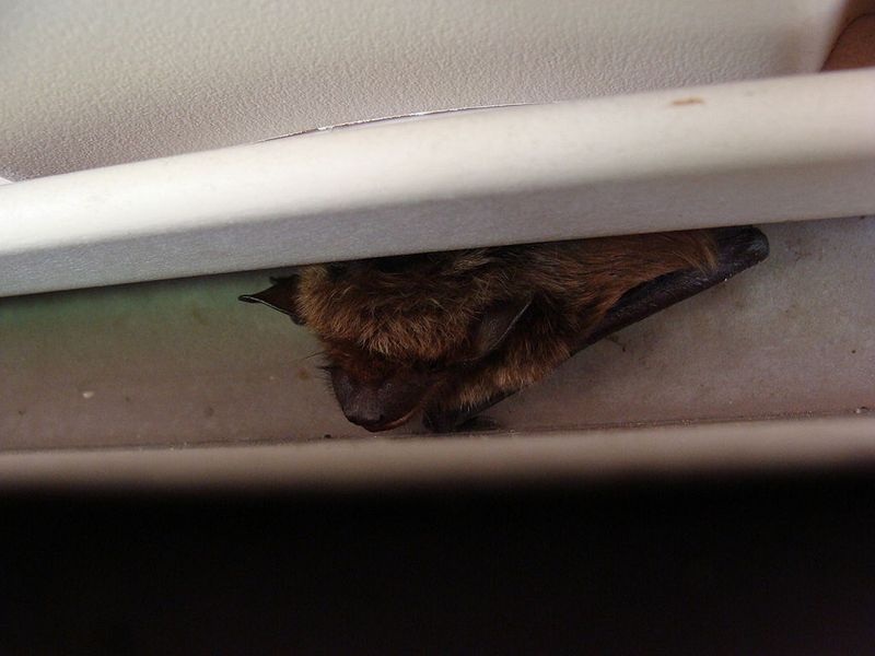 A bat at the eaves is not proof of an indoor roost