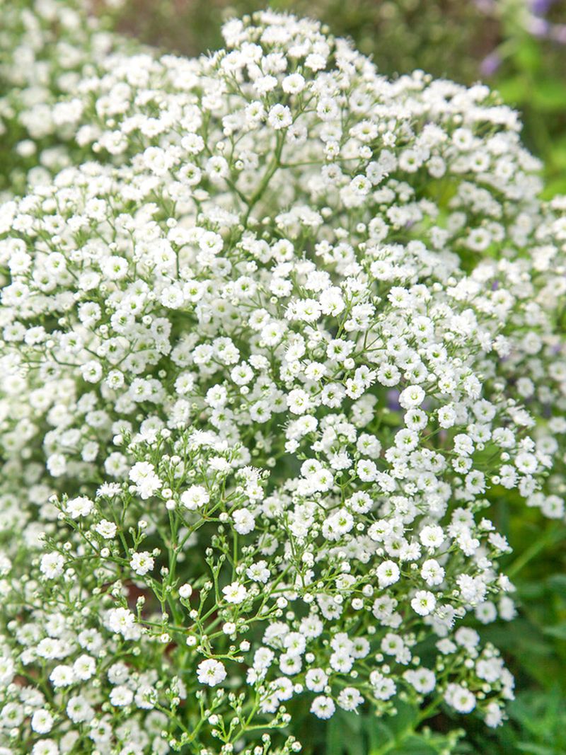 Baby's Breath
