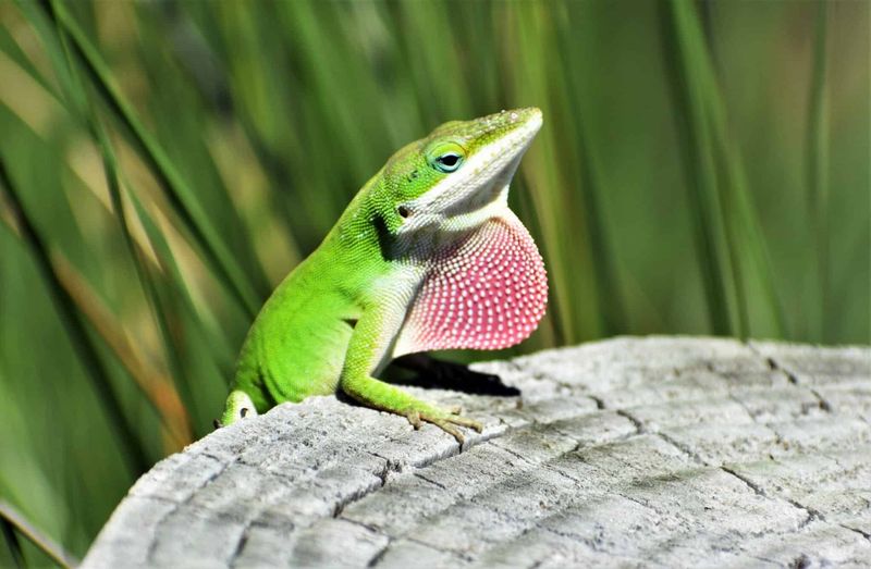 Why Late Summer Can Bring More Anole Sightings