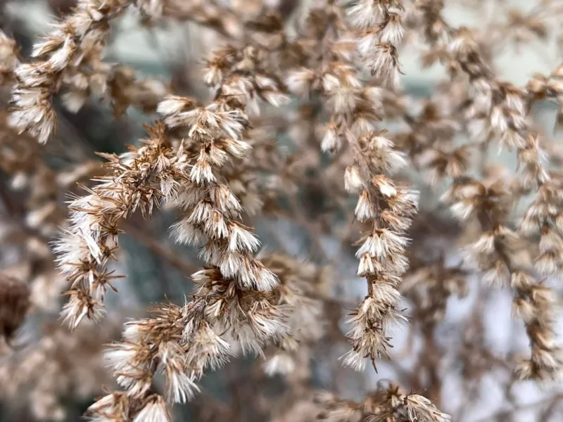 Goldenrod