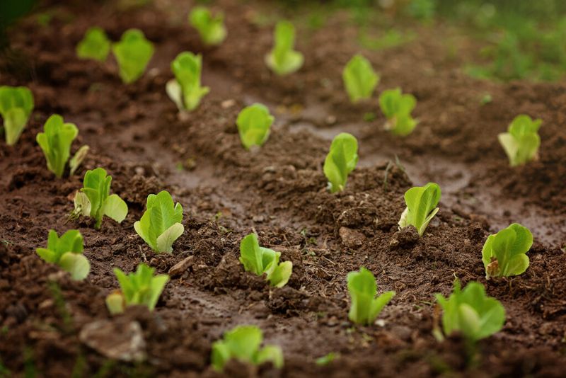 Prepare a shallow, crust-free surface for emergence
