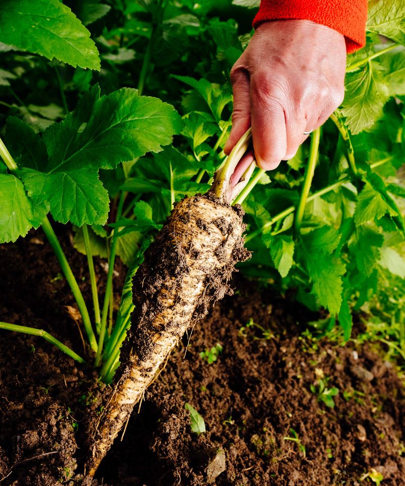 Parsnips