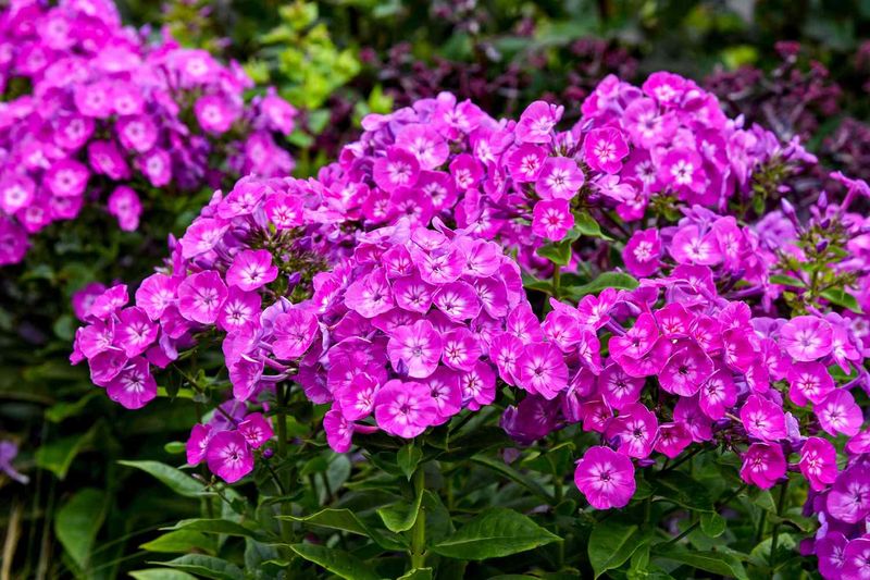Phlox