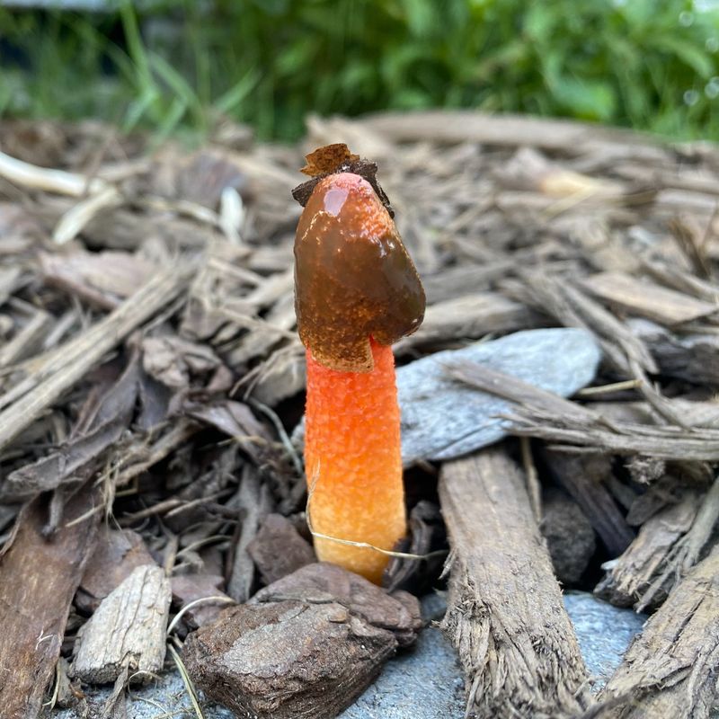 Stinkhorns (Phallaceae family)